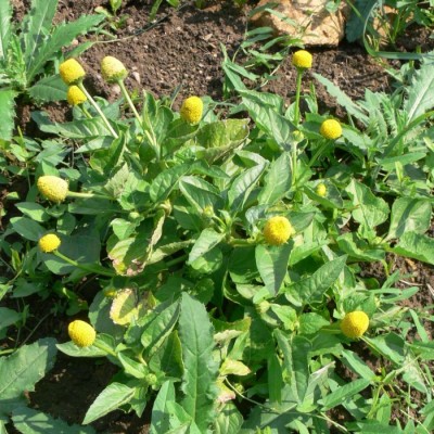 Spilanthes.jpg
