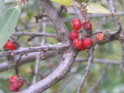 P9290526c.JPG (31.95 KiB) Zobrazeno 22614 krát P9290526c.JPG