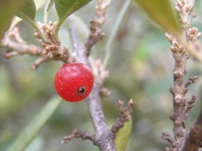 P9290530b.JPG (28.33 KiB) Zobrazeno 22614 krát P9290530b.JPG