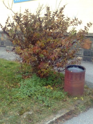 Keř.jpg (179.17 KiB) Zobrazeno 34878 krát Keř.jpg