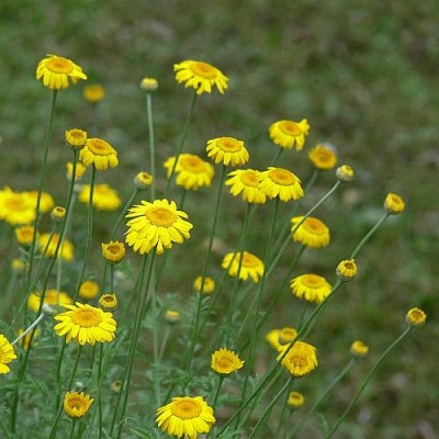 Anthemis_tinctoria_k.jpg (48.35 KiB) Zobrazeno 27956 krát Anthemis_tinctoria_k.jpg