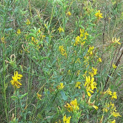 Genista_tinctoria.jpg (140.63 KiB) Zobrazeno 27956 krát Genista_tinctoria.jpg