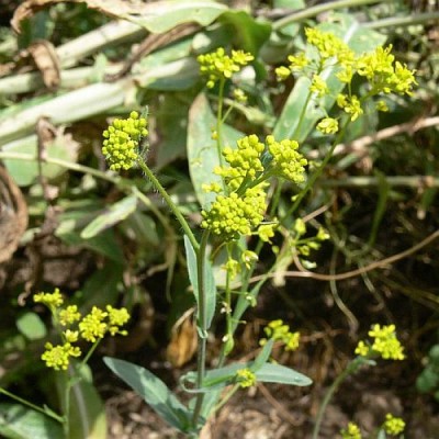 Isatis_tinctoria_k.jpg (59.51 KiB) Zobrazeno 27956 krát Isatis_tinctoria_k.jpg