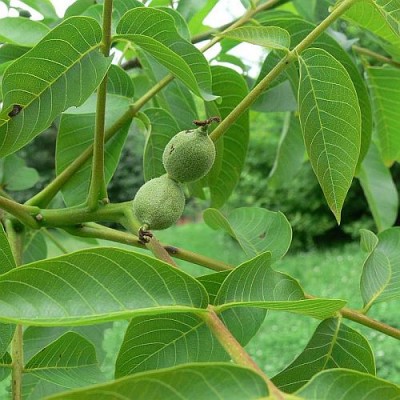 Juglans_regia_p.jpg (62.66 KiB) Zobrazeno 27956 krát Juglans_regia_p.jpg