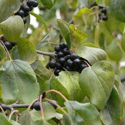 Rhamnus_cathartica_p.jpg (63.17 KiB) Zobrazeno 27956 krát Rhamnus_cathartica_p.jpg