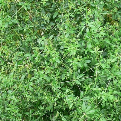 Rubia_tinctorium.jpg (125.98 KiB) Zobrazeno 27956 krát Rubia_tinctorium.jpg