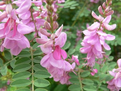 Indigofera_tinctoria_maly.jpg (67.91 KiB) Zobrazeno 27954 krát Indigofera_tinctoria_maly.jpg