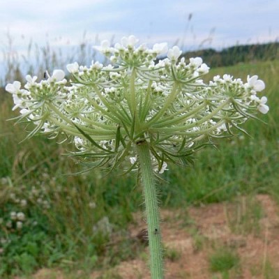Daucus_carota_k1.jpg