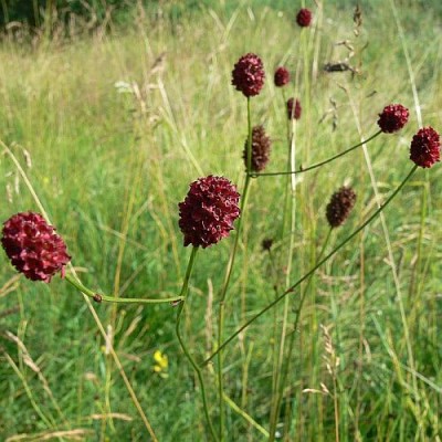 Sanguisorba_officinalis_k.jpg