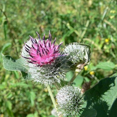 Arctium_tomentosum.jpg