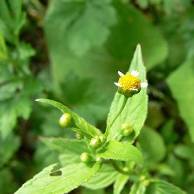 Galinsoga_parviflora_k.jpg