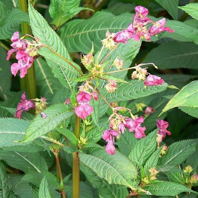 Impatiens_glandulifera.jpg