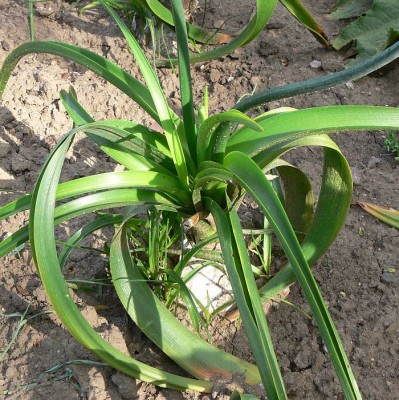 Urginea_maritima.jpg