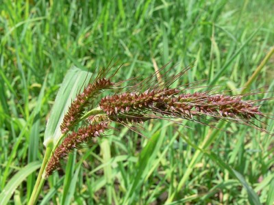 Echinochloa_crus-galli.jpg
