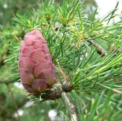 Larix_decidua.jpg