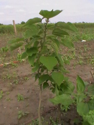 IMGA0139.JPG (130.04 KiB) Zobrazeno 20120 krát IMGA0139.JPG