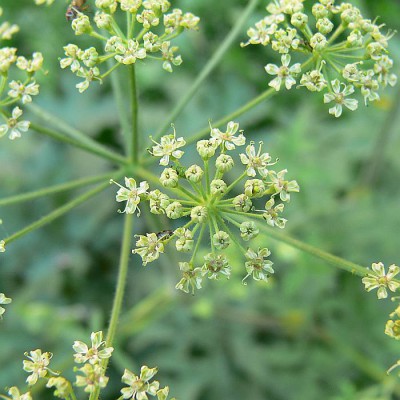 Heracleum_sphondylium_k.jpg