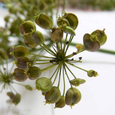 Heracleum_sphondylium_p.jpg