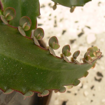 Bryophyllum_daigremontianum_d2.jpg