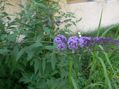 Buddleia_davidii1.jpg (110.28 KiB) Zobrazeno 25160 krát Buddleia_davidii1.jpg