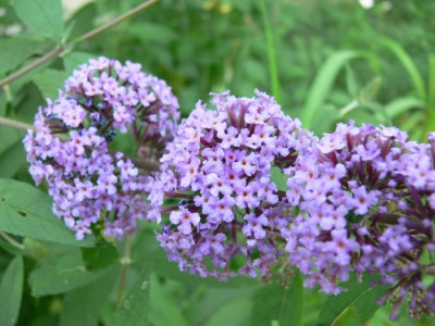 Buddleia_davidii_k1.jpg (88.85 KiB) Zobrazeno 25160 krát Buddleia_davidii_k1.jpg