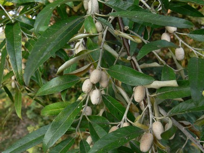 Eleagnus_angustifolia_p1.jpg
