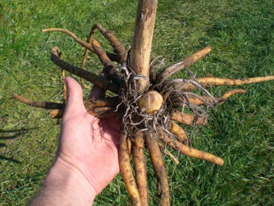 Eremurus robustus.JPG