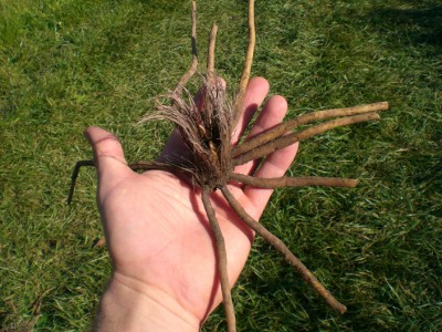 Eremurus stenophyllus.JPG