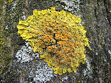 Xanthoria_parietina.jpg