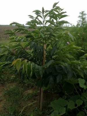 Diospyrus lotus1.jpg (167.65 KiB) Zobrazeno 16446 krát Diospyrus lotus1.jpg