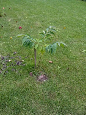 Diospyrus lotus.jpg (176.47 KiB) Zobrazeno 16446 krát Diospyrus lotus.jpg