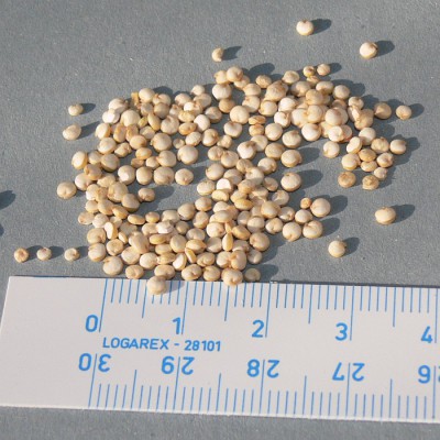 quinoa_semena1.jpg (145.07 KiB) Zobrazeno 21249 krát quinoa_semena1.jpg