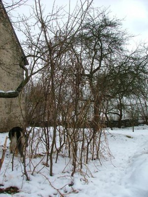 opora pro rajčata.JPG (79.3 KiB) Zobrazeno 22895 krát opora pro rajčata.JPG