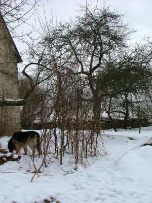 opora pro rajčata2.JPG (142.6 KiB) Zobrazeno 22915 krát opora pro rajčata2.JPG