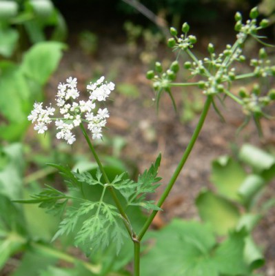 Aethusa_cynapium1_mala.jpg (53.02 KiB) Zobrazeno 37943 krát Aethusa_cynapium1_mala.jpg