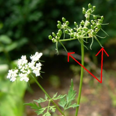 Aethusa_cynapium2_mala.jpg (30.64 KiB) Zobrazeno 37943 krát Aethusa_cynapium2_mala.jpg