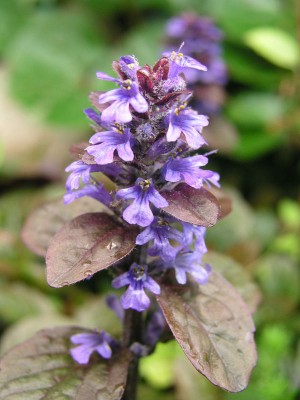 Zběhovec plazivý.jpg