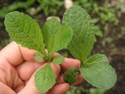 Štetka vs Brutnák.jpg