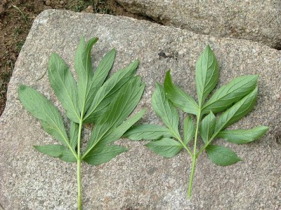 pivoňky-rub listu.jpg (118.69 KiB) Zobrazeno 22605 krát pivoňky-rub listu.jpg