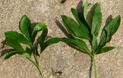 pivoňky-líc listu.jpg (104.03 KiB) Zobrazeno 22605 krát pivoňky-líc listu.jpg