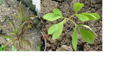 pivoňky-mláďata.jpg (113.36 KiB) Zobrazeno 22600 krát pivoňky-mláďata.jpg