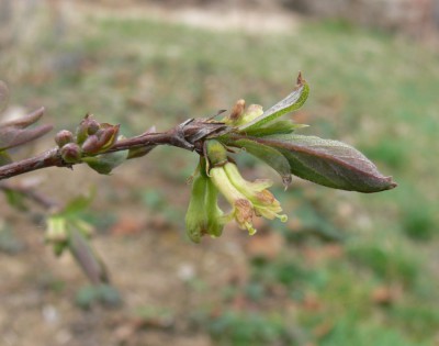 Lonicera_k1.jpg