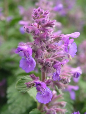 Šanta Hroznatá.jpg