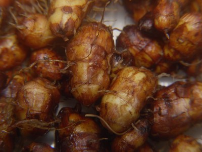 P1050619.JPG (98 KiB) Zobrazeno 19041 krát P1050619.JPG